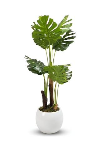 Cihan Çiçekçilik Monstera Ağacı 170cm Beyaz Küre Saksı