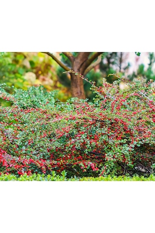 Cotoneaster Horizontalis - Yayılıcı Dağ Muşmulası