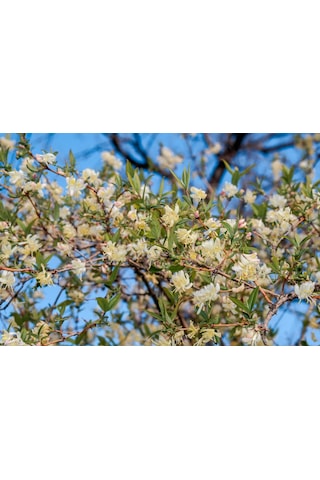 Kış Hanımeli Fidan Lonicera fragrantissima ( Kokulu )