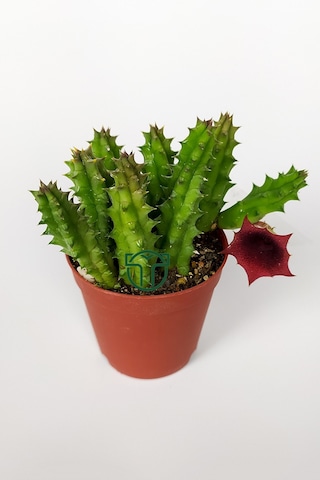Leş Kaktüsü Huernia Angolensis Küçük Bordo Çiçekli Özel Tür 5.5