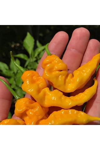 Doğal Geleneksel Çok Acı Yellow İcicle Acı Biber Tohumu 15 Tohum