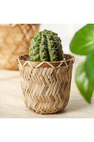 Bambu Saksı, Bambu, 9 Cm Büyük Boy ( 12,5 X 8 Cm