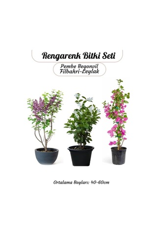 Pembe Begonvil- Filbahri Ağaç Şakayığı- Kokulu Leylak Çiçeği Bahçe Seti