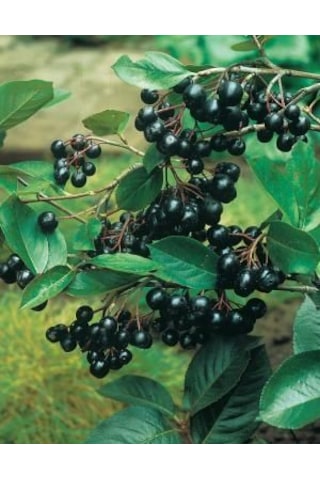 "2 Yaşında Viking Aronya Fidanı - Sağlıklı Ve Verimli Aronia M...