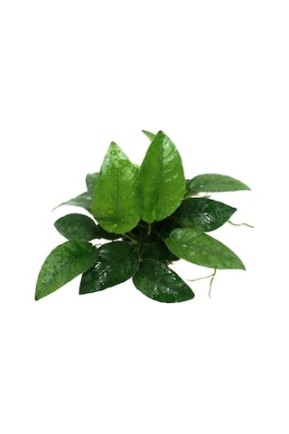 Anubias Species 5-6 Yapraklı Kök Canlı Bitki