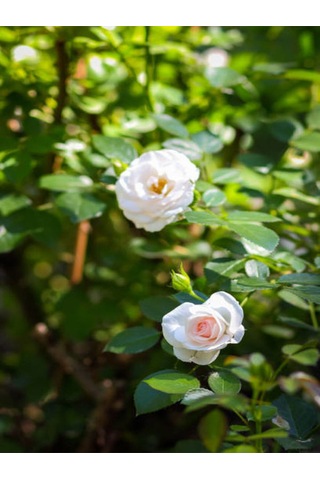 Videolu Çıtır Minyatür Beyaz Renkli Gül 20 30 Cm 1 Adet Saksılı Aşılı Gül White Rose