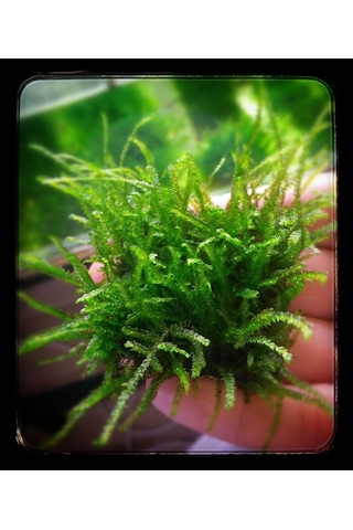 Java Moss Akvaryum Bitkisi 5x5 Paslanmaz Tele Sarılı 10'lu Paket