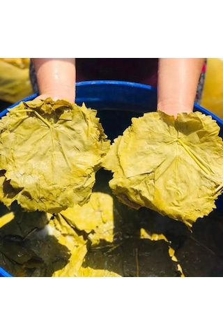 Gustolea Nature Manisa Sultaniye İlk Hasat İnce Damarsız Salamura Uç Asma Yaprağı 2025  Yeni Sezon