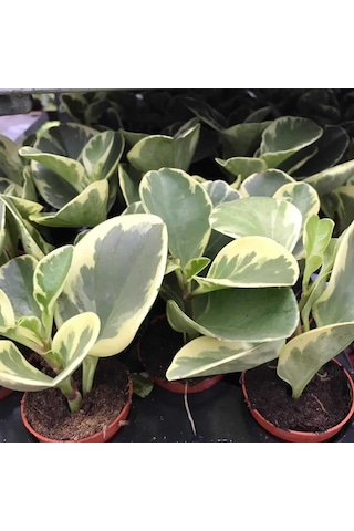 Peperomia Optusifolia Saksılı Hediyelik Bitki