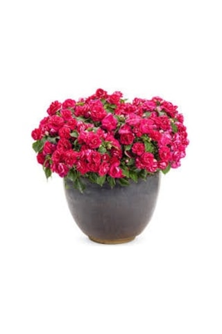 40 Adet Tohum Organik Hobi Bahçe Cam Güzeli Balkon Çiçeği Saksı T