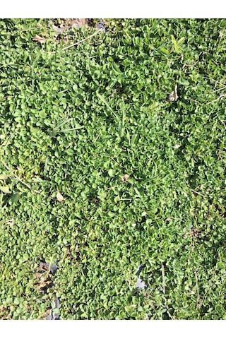Fare Kulağı Dichondra Repens