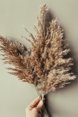 Gerçek Kuru Çiçek Pampas 7'li Paket Çok Renkli