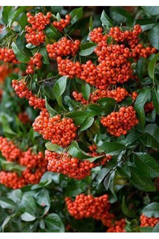 "tüplü Kırmızı Bodur Ateş Dikeni - Dinamizm Katın