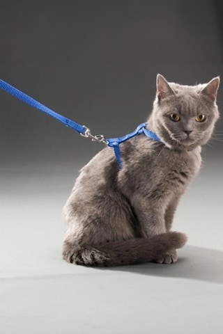 Thentech Yeni Nesil Kedi Tasması Dışarıda Gezdirmek İçin Rahat Kullanım Göğüs Tasması