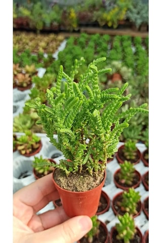 Sukulent Prenses Çamı 3 Adet Kokulu Çiçek Açar 5,5cm. Saksıda Crassula Muscosa