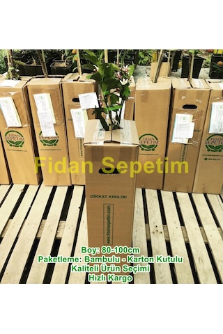 2 Yaş Aşılı 7 Veren Yediveren Mayer Limon Fidanı