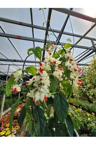 Büyüleyici Beyaz Kızılay Çiçeği Fidanı 30 40 Cm 1 Adet Saksılı Clerodendrum