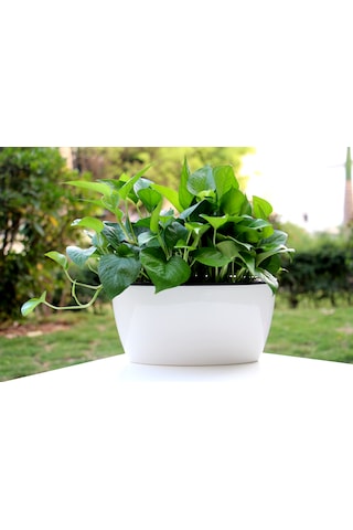 Kendinden Sulamalı Parlak Oval Akıllı Saksı Büyük Boy 29 X 14 X 15 Cm