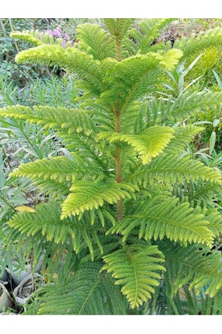 Salon Çamı Fidanı 1 Adet Saksılı/tüplü 20-40cm Iç/ Dış Mekan Bitkisi Araucaria