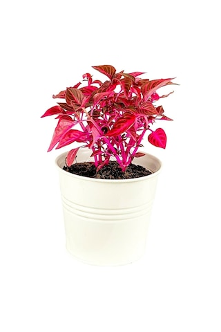 Iresine Herbstii - Çingene Şalvarı Bitkisi Büyük Saksılı 40-50 Cm