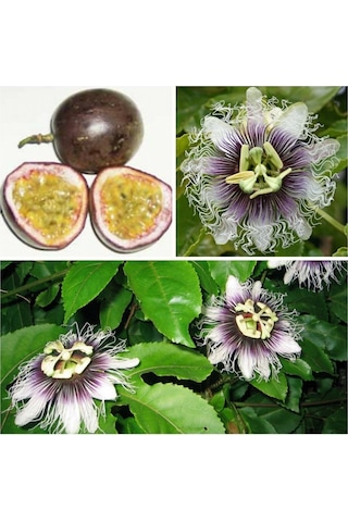 Tüplü Passiflora Edulis Passion Fruit Aşk Meyvesi