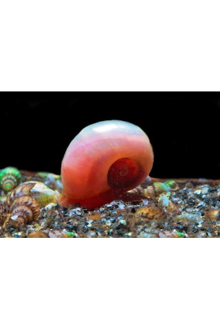Ramshorn Salyangoz 5 Adet Karışık Renk