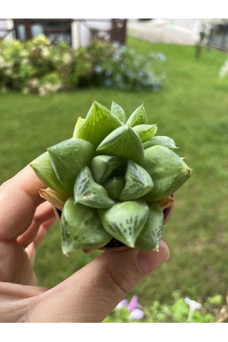Blacksand Haworthia 1 Adet