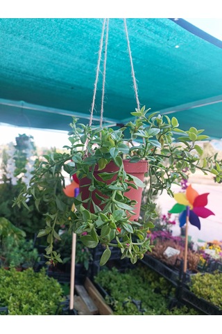 Buz Çiçeği Çiçek Şelalesi Saksıdan Aşağı Sarkan Asma Çiçek Güneş Ve Kuraklığa Dayanıklı Balkon Teras Bahçe