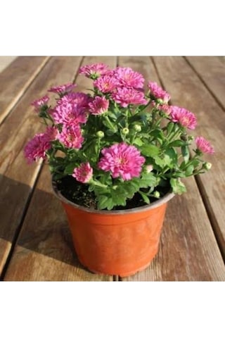 Mor Kasımpatı Krizantem Chrysanthemum Saksılı 10-20 Cm