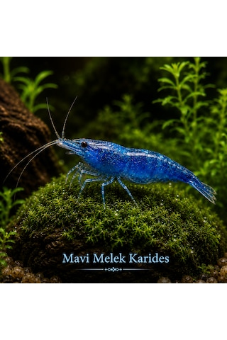 Mavi Melek Karides 5 Adet 1-1,5cm
