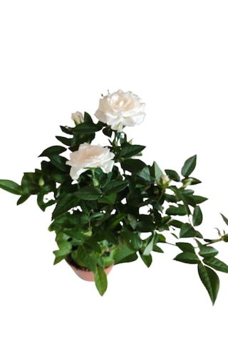 2 Adet Saksıda Bodur Gül Çiçeği Beyaz Renk
