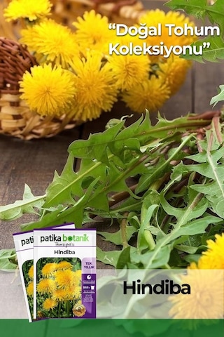 500 Adet Hindiba Tohumu