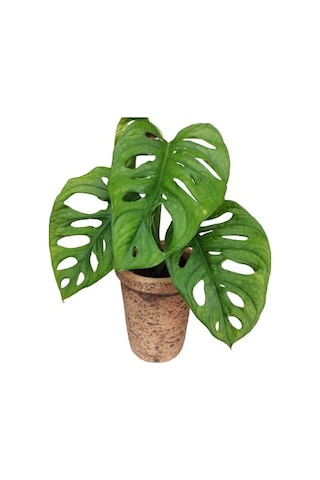 Monstera Obliqua Deve Tabanı Sarmaşık Cins Özel Toprak Saksısında