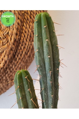 Trichocereus Bridgesii Bolivya Kaktüsü 1 Adet
