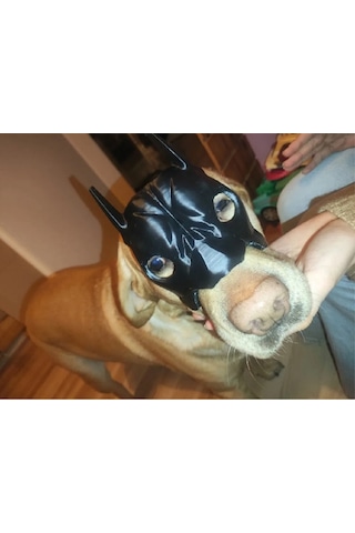 Köpekler İçin Batman Maskesi