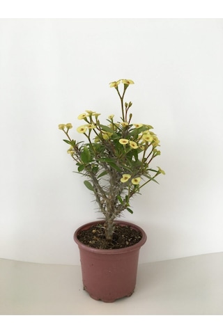 Dikenler Tacı Küçük Çiçekli Ithal Euphorbia Milli Sarı