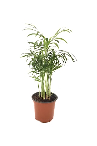 Chamaedorea Elegans (Dağ Palmiyesi) Ø8,5 CM Y20-25 CM
