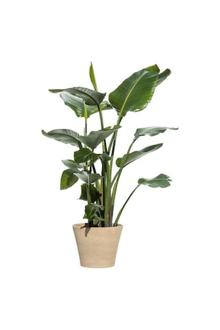 3 Gövdeli Strelitzia Cennet Kuşu Dolgun Formlu Canlı Salon Bitkisi 80 120 Cm