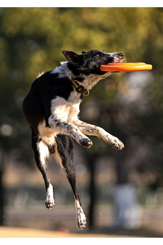 Yystore Frizbi Köpek Eğitim Oyuncağı 23.5 CM