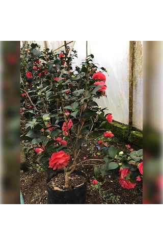 Kırmızı Kamelya Çiçeği 90/120cm Boyunda