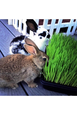 Aydınlı Tohum Doğal Tavşan Kemirgen Çimi Buğday Tohumu 1 KG