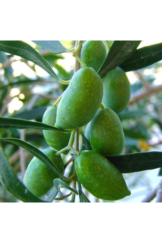 Tüplü Meyve Verme Durumunda Bodur Koroneiki Zeytin Fidanı