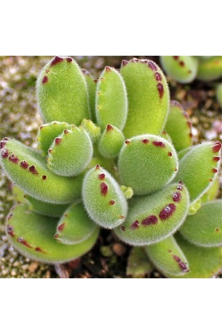 Cotyledon Tomentosa Sukulent Bitki Ayı Pençesi