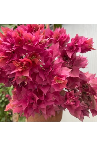 Pembe Katmerli Begonvil Çiçeği Fidesi 1 Adet