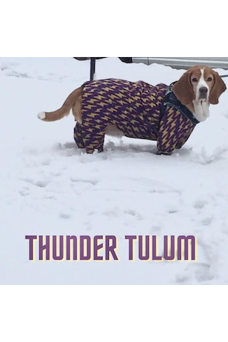 Alphadog Thunder Polarlı Küçük Irk Köpek Yağmurluk Tulumu