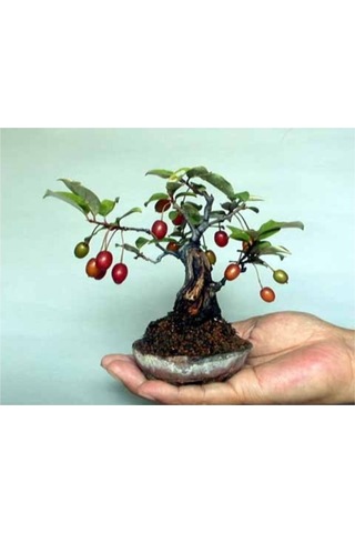 Bodur Kızılcık Bonzai Ağacı Tohumu 5 Adet Bonsai Ağacı Tohumu