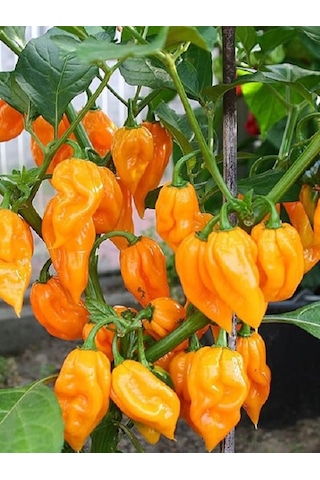 Bhut Jolokia Ghost Yellow Pepper / 1.000.000 Scoville - Gerçek Taze Acı Biber