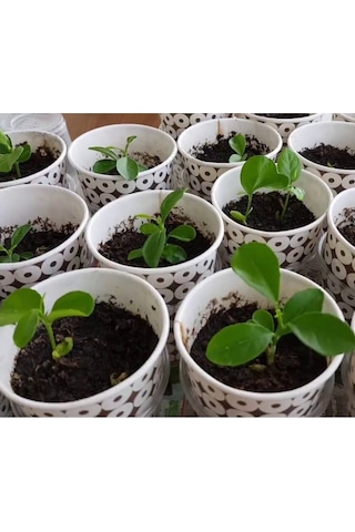 5 Adet Bodur Saksı Bonsaı Limon Tohumu + 10 Adet Hediye Karışık Renk Gül Çiçek Tohumu