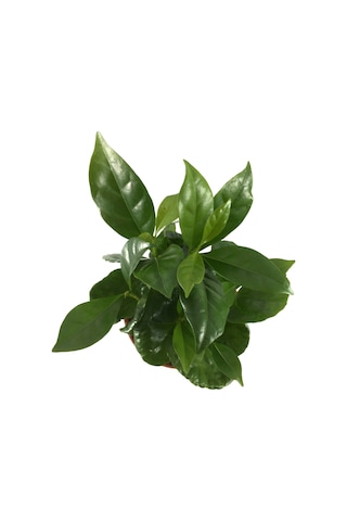 Coffea Arabiaca (Kahve Bitkisi) Ø8,5 CM Y10-15 CM