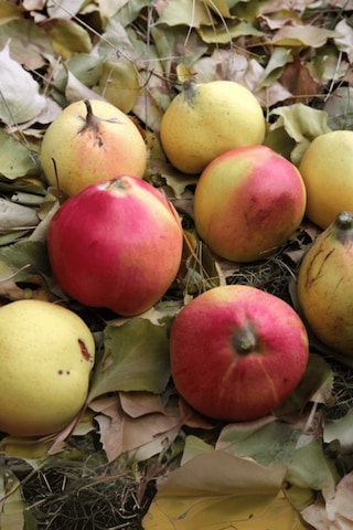 Aşılı Vahapbey Kırmızı Ayva Fidanı 3 Yaş